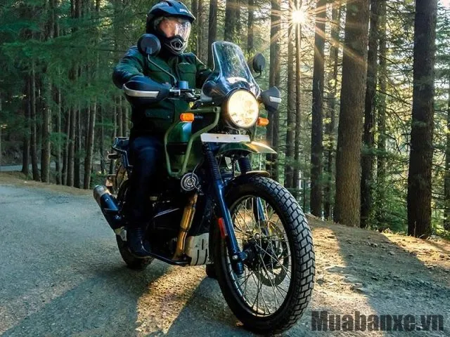Himalayan